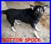 REGALO DOTTO SPOCK 3 anni lupacchiotto buono e cocco